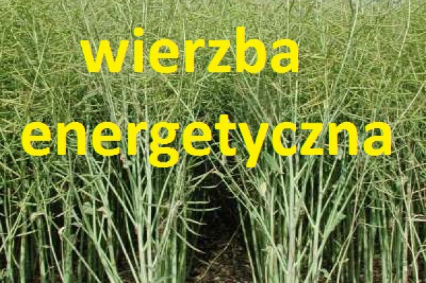 Ogłoszenie rolnicze: Wierzbę energetyczną sprzedamy