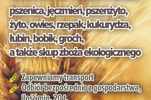Ogłoszenie rolnicze: skup jęczmienia- kupię jęczmień