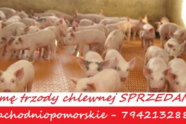 Ogłoszenie rolnicze: Fermę trzody chlewnej sprzedam