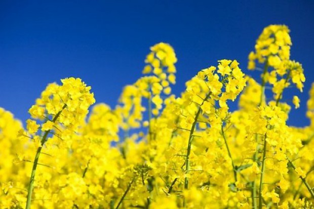 Ogłoszenie rolnicze: Sprzedam rzepak
