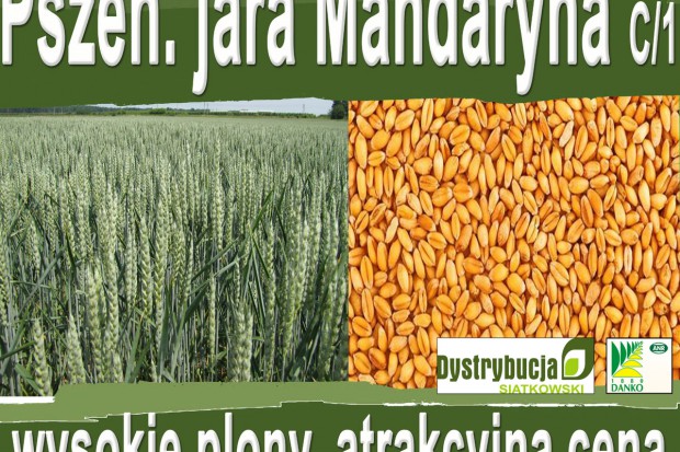 Ogłoszenie rolnicze: Kwalifikowane nasiona siewne pszenicy jarej Mandaryna C/1