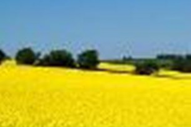 Ogłoszenie rolnicze: Kupię rzepak