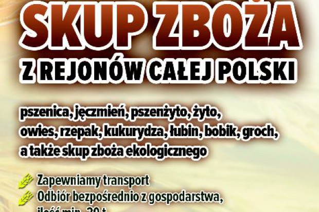 Ogłoszenie rolnicze: Kupię pszenżyto -skup pszenzyta