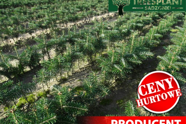Ogłoszenie rolnicze: Sadzonki Świerk Srebrny , Pospolity, Serbski, Jodła Kaukaska na Plantacje