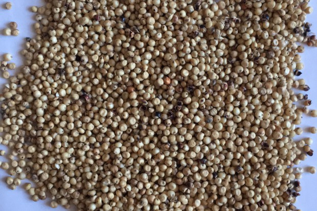 Ogłoszenie rolnicze: Sorgo białe i czerwone