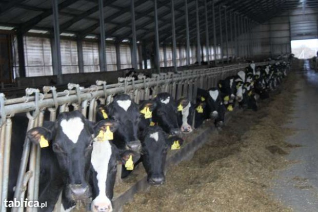 Ogłoszenie rolnicze: Pierwiastki, Krowy, Jałówki Hodowlane z Importu, HF Niemcy likwidacja