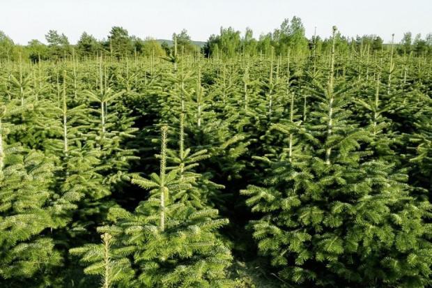 Ogłoszenie rolnicze: Jodła kaukaska PL producent. 80-300 cm, I i II gat.