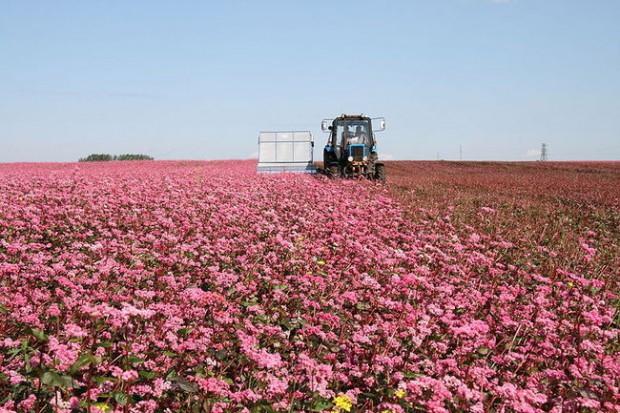 Ogłoszenie rolnicze: Ukraina.Grunty rolne,posiadlosci z sadem,ogrodem 0,30ha w cenie 3 tys. zl.