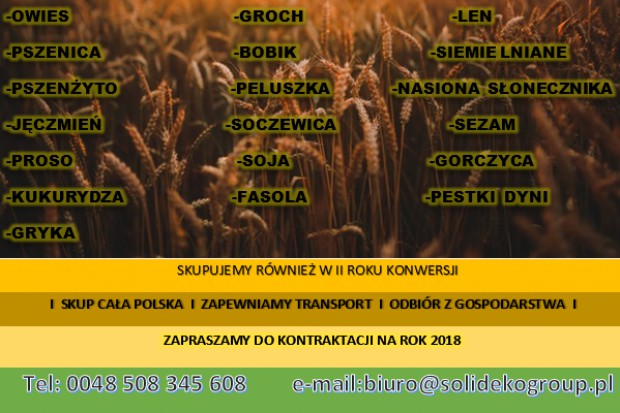 Ogłoszenie rolnicze: Kupię kukurydzę ekologiczną