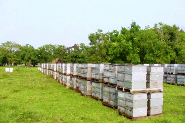 Ogłoszenie rolnicze: Miod 6 zl/kg. Gospodarstwa pszczelarskie, pasieczne. Wosk, propolis