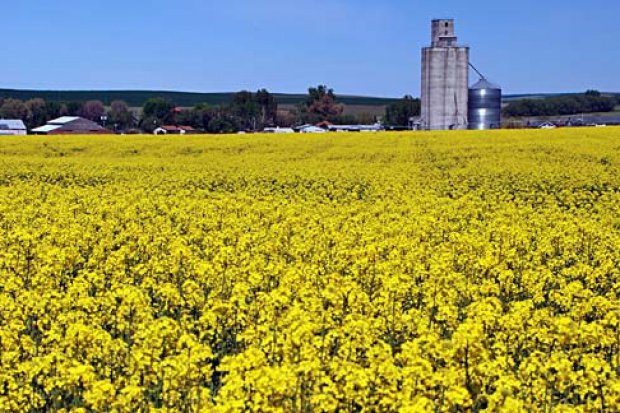 Ogłoszenie rolnicze: Ukraina.Olej rzepakowy 2,2 zl/litr