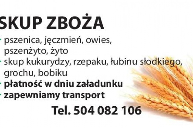 Ogłoszenie rolnicze: kupię łubin- skup łubinu