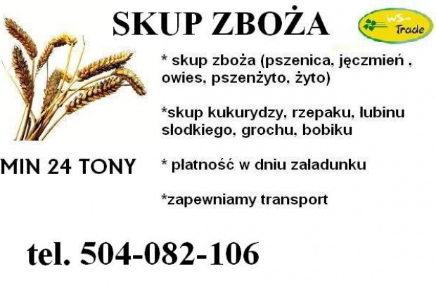 Ogłoszenie rolnicze: kupię bobik- skup bobiku