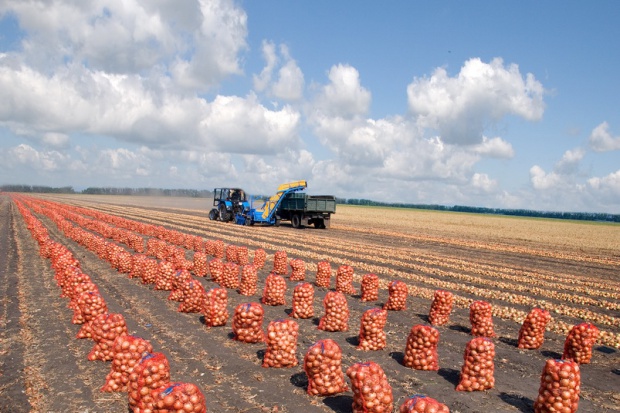 Ogłoszenie rolnicze: Ukraina.Ziemniaki 0,25 zl/kg w siatkach 25kg