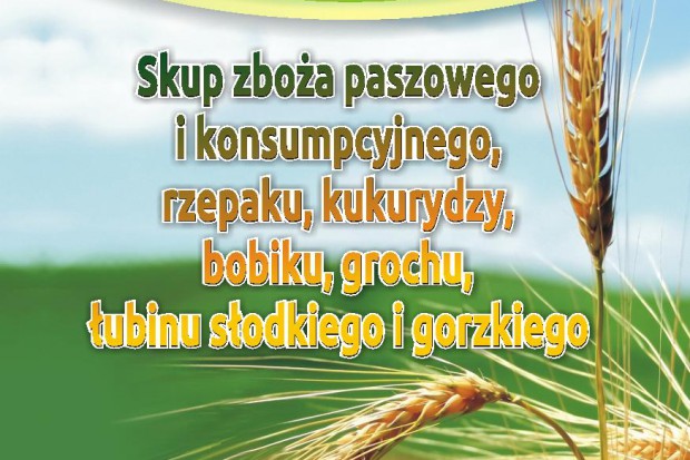 Ogłoszenie rolnicze: kupię pszenicę- skup pszenicy