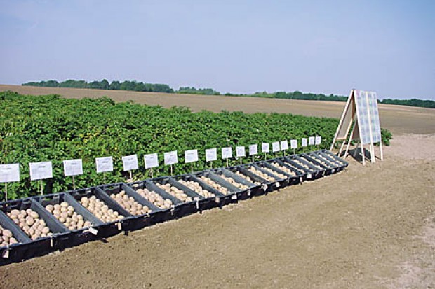 Ogłoszenie rolnicze: Ukraina. Warzywa, kapusta biala, czerwona, kwaszona. Ziemniaki 0,20 zl/kg