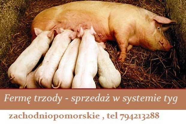 Ogłoszenie rolnicze: Fermę trzody - sprzedaż w systemie tyg