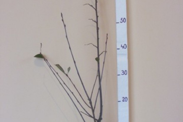 Ogłoszenie rolnicze: Aronia czarnoowocowa