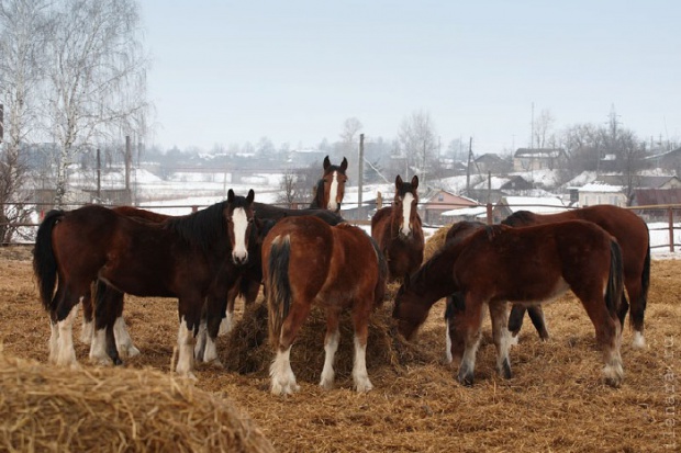 Ogłoszenie rolnicze: Ukraina.Ciezkie konie wlodzimierskie o duzej masie ciala w cenie zywca 3 zl/kg