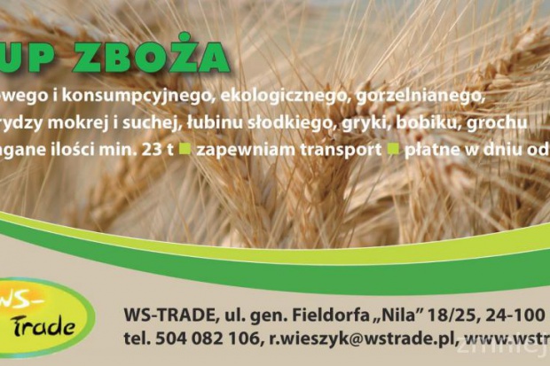 Ogłoszenie rolnicze: kupię kukurydzę- skup kukurydzy