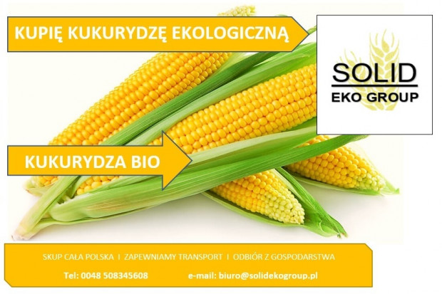 Ogłoszenie rolnicze: Kupię kukurydzę ekologiczną