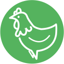 Zwierzęta