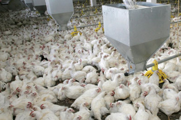 Ogłoszenie rolnicze: Ukraina. Sprzedam kury nioski 3,5 zl/szt ~ 1,9kg masa ciala o barwie brazowej