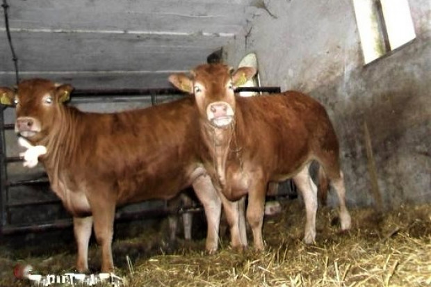 Ogłoszenie rolnicze: Jałówki Limousine