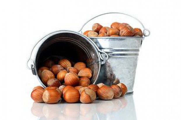 Ogłoszenie rolnicze: Ukraina. Plantacja leszczyny, orzechy laskowe 3 zl/kg