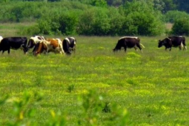 Ogłoszenie rolnicze: Krowy, bydlo opasowe 700 zl/szt. Mleko 4% cena 0,50 zl/litr