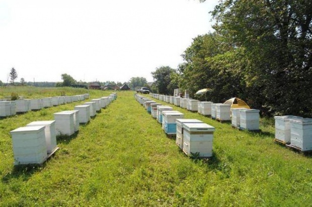 Ogłoszenie rolnicze: Ukraina.Miod 6 zl/kg.Gospodarstwa pszczelarskie,pasieczne.Wosk,propolis