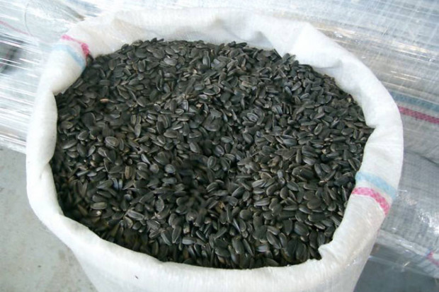 Ogłoszenie rolnicze: Slonecznik 1,7 zl/kg konfekcyjny od producenta.Soczewica,zboza