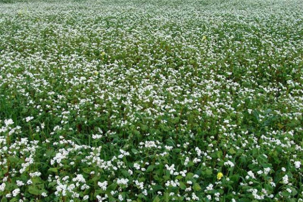 Ogłoszenie rolnicze: Siano lakowe 70 zl/tona, orzechy wloskie luskane, pestki dyni
